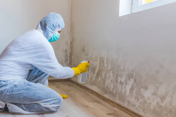 Licensed Black Mold Remediation service in Wake, VA - Car Mold Remediation
