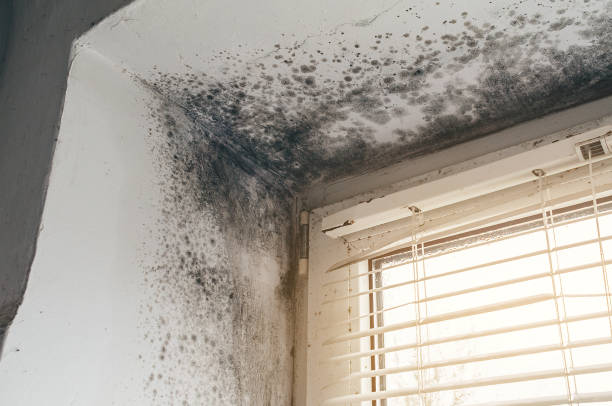 Affordable Black Mold Remediation solutions in Wake, VA
